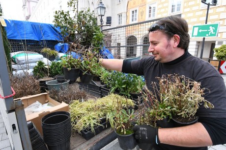 Örökzöldeket és évelőket ültettek a Fő utcai kerek virágágyásokba